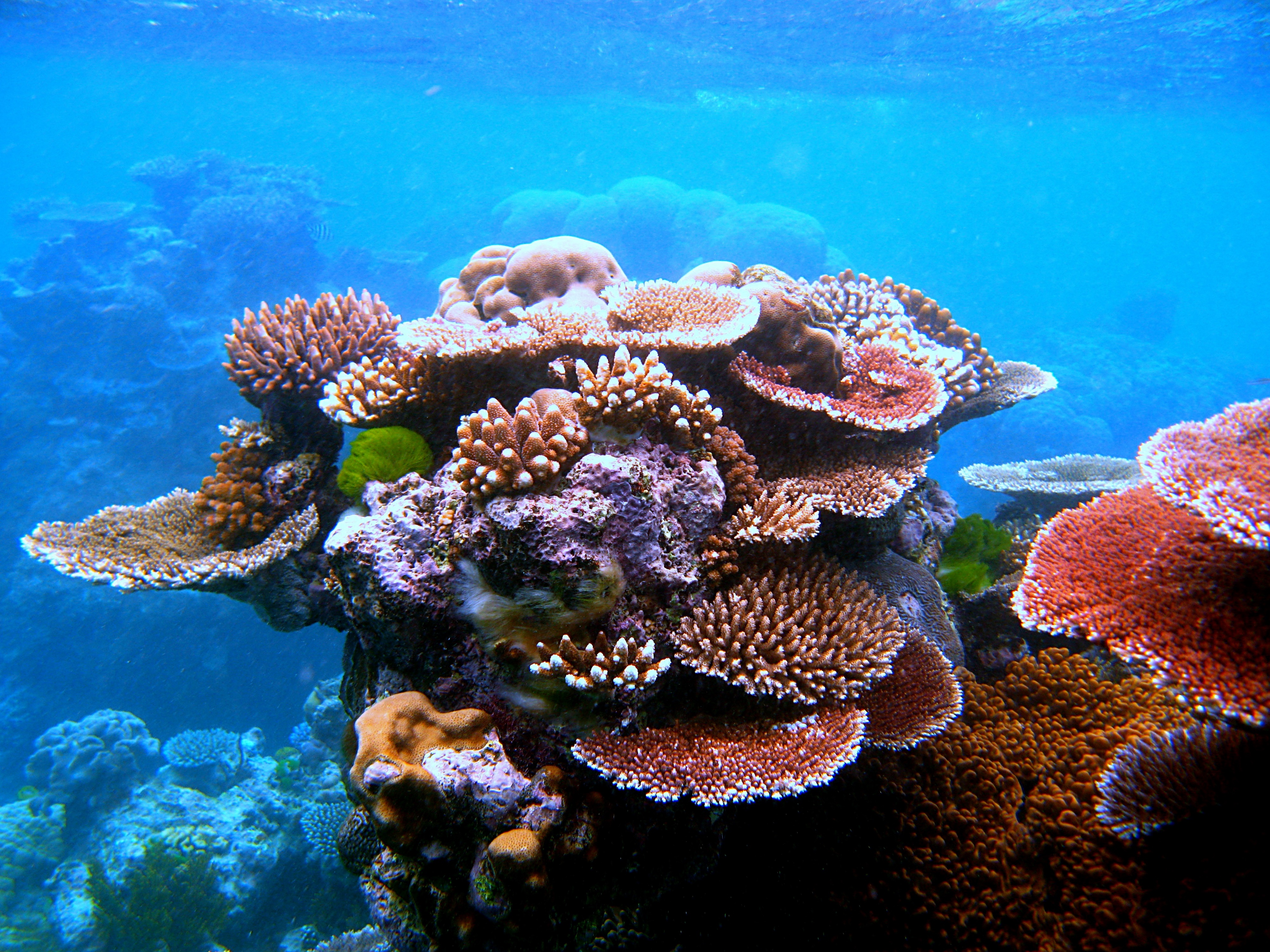 A coral outcrop on Flynn Reef, part of the Great Barrier Reef. Photo: Toby Hudson, Wikimedia Commons, CC BY-SA 3.0