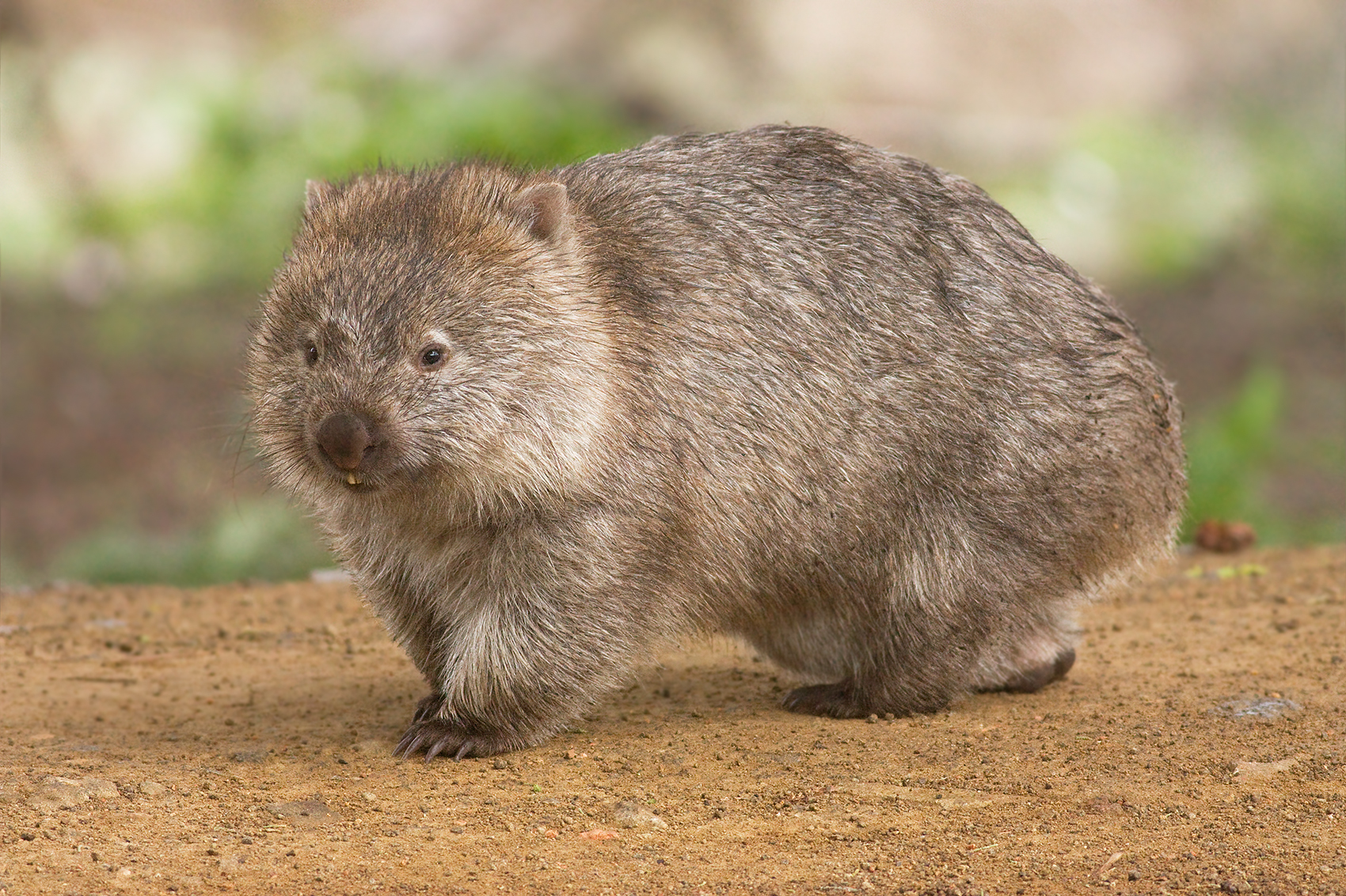A common wombat, the only animal that poops in cubes. Photo: JJ Harrison, Wikimedia Commons, CC BY-SA 3.0