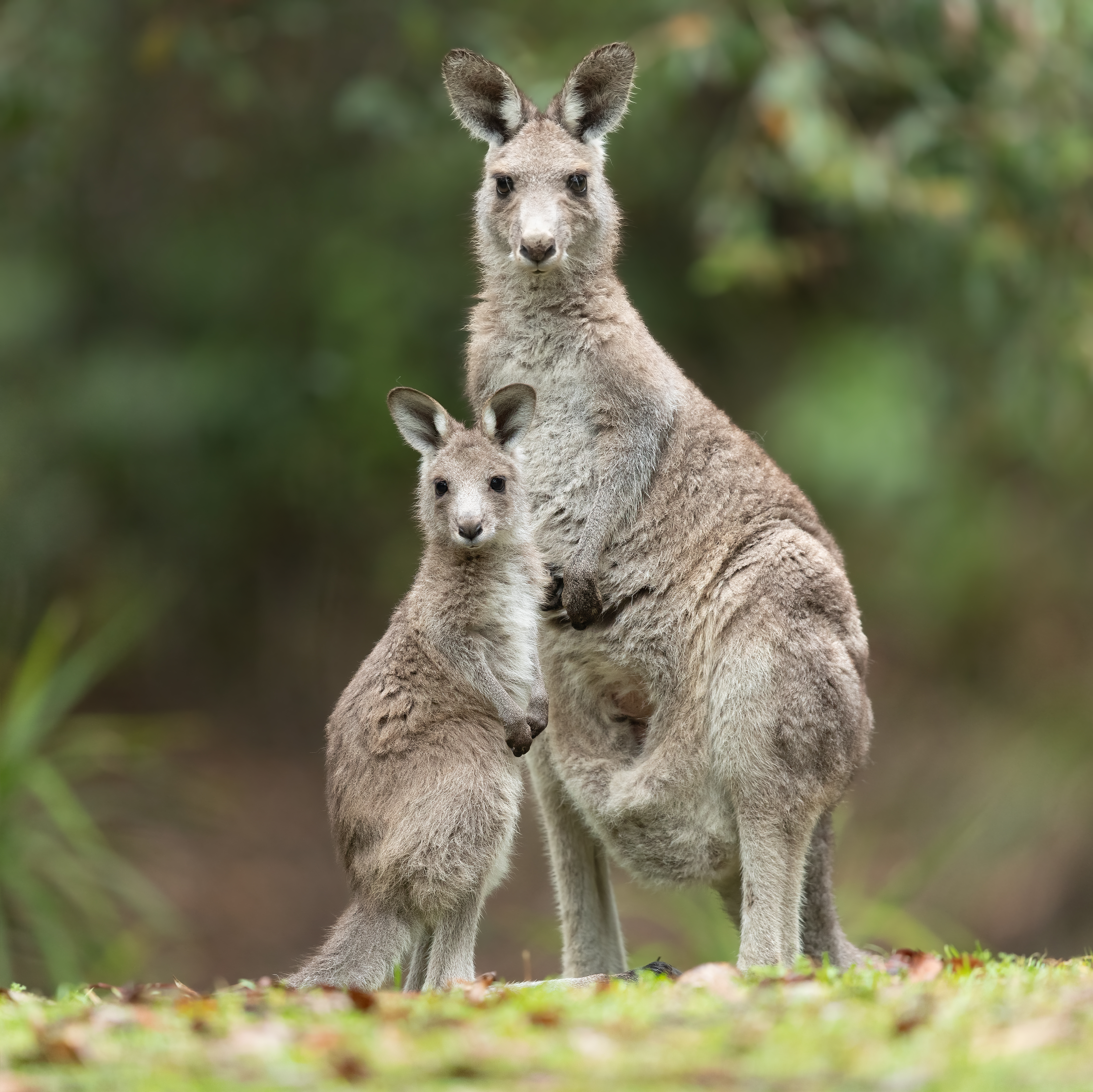 An eastern grey kangaroo with a joey. Photo: JJ Harrison, Wikimedia Commons, CC BY-SA 4.0