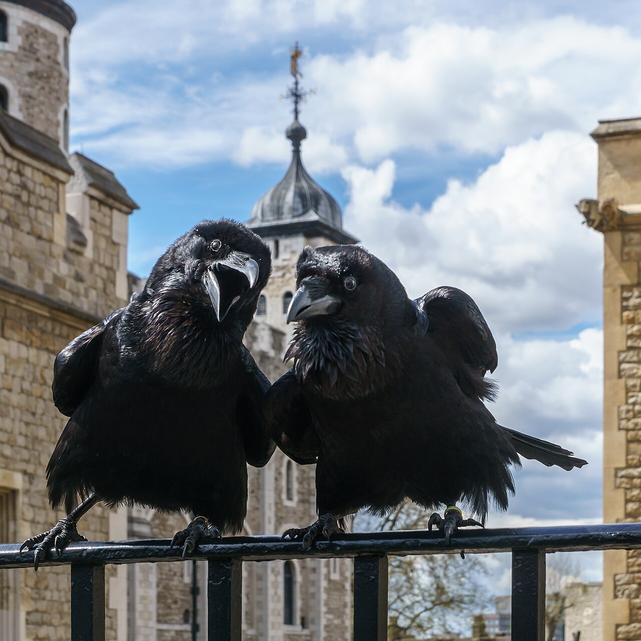 Jubilee and Munin, two of the famous ravens at the Tower of London. Photo: Colin, Wikimedia Commons, CC BY-SA 4.0